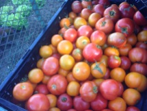 Abundant tomatoes!