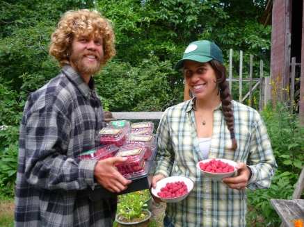 Apprentices harvesting raspberries