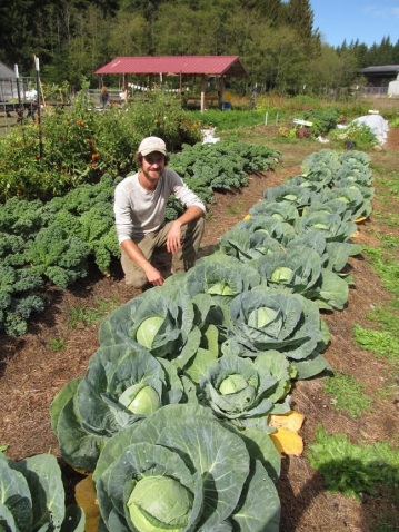 Garden Manager, Kevin, with some big cabbages!